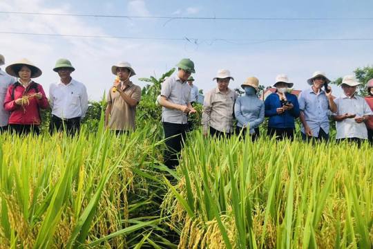 Lãnh đạo xã Thiên Cầm Thăm đồng đánh gia năng xuất sản xuất lúa vụ Xuân năm 2026